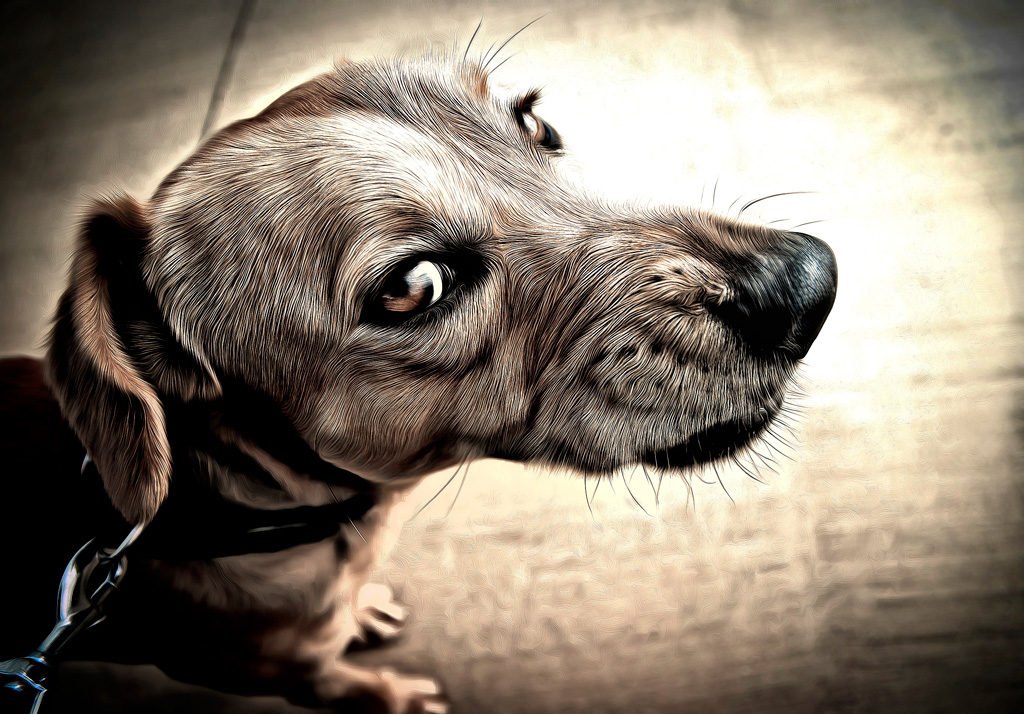dog bites