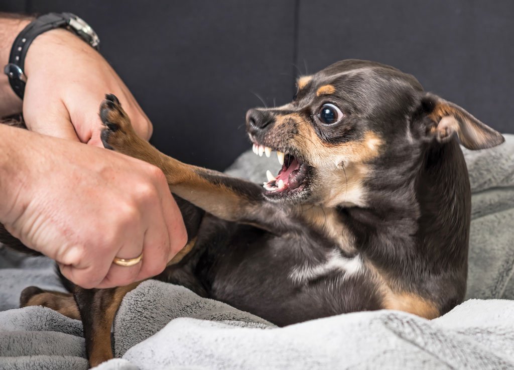 aggressive pets