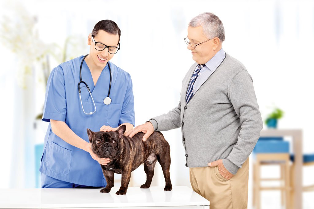 pet insurance