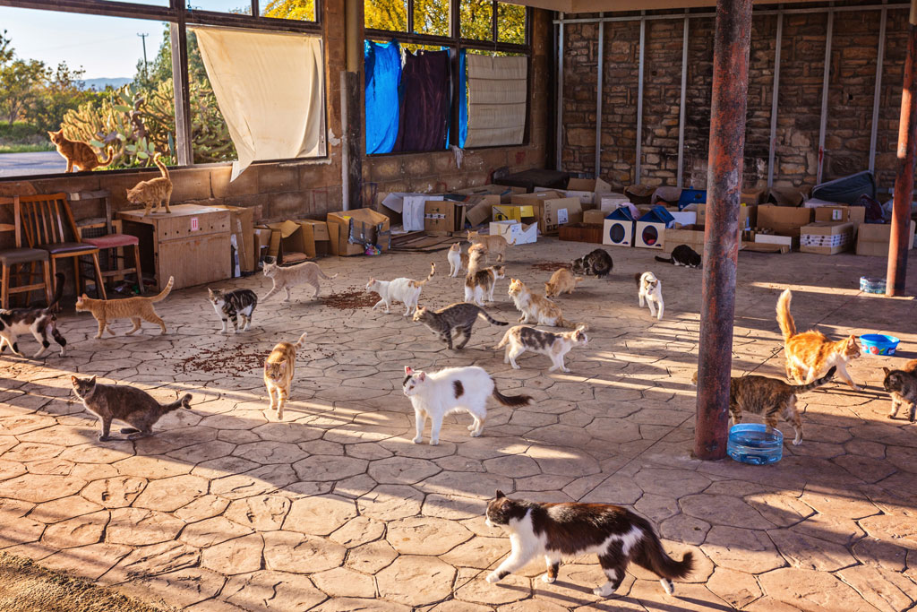 pet owners with hoarding tendencies