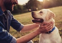 A Team Approach to Pet Dental Health