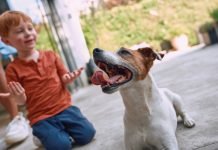 A Team Approach to Pet Dental Health