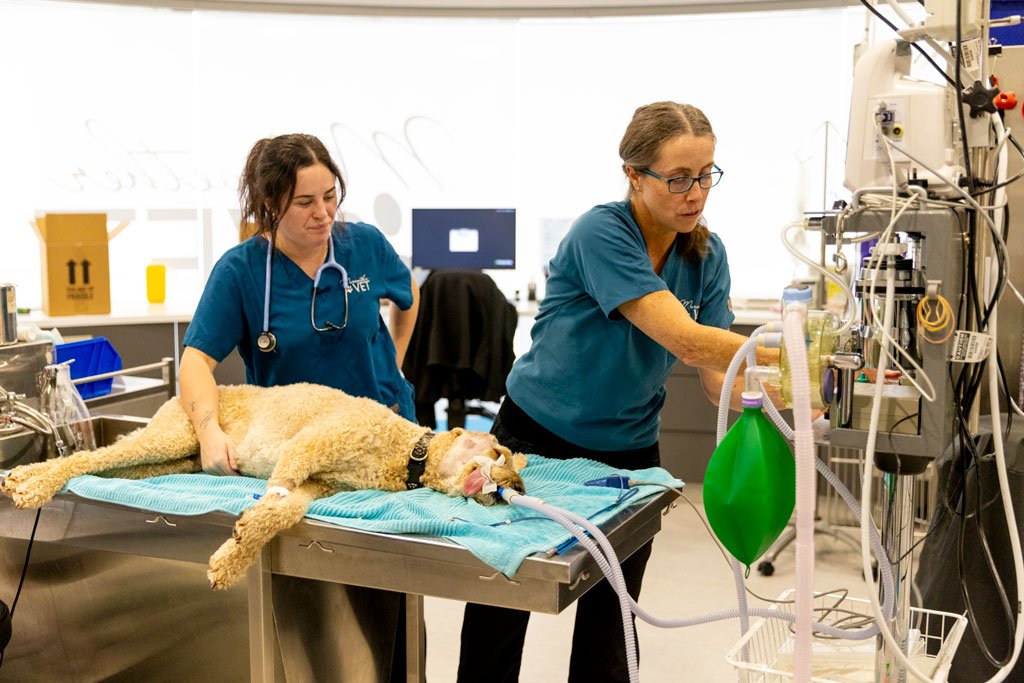 medical saline shortage