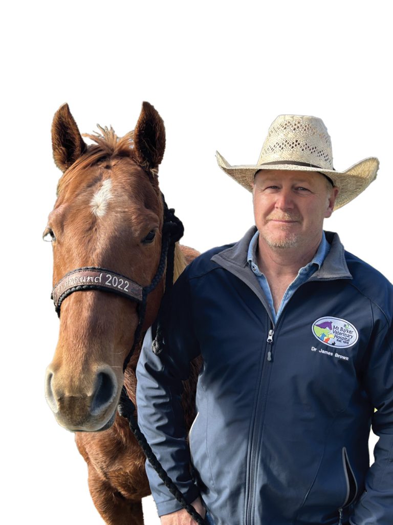 ovarian abnormality in a mare