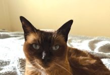 Concurrent FIP and systemic cryptococcosis in a cat