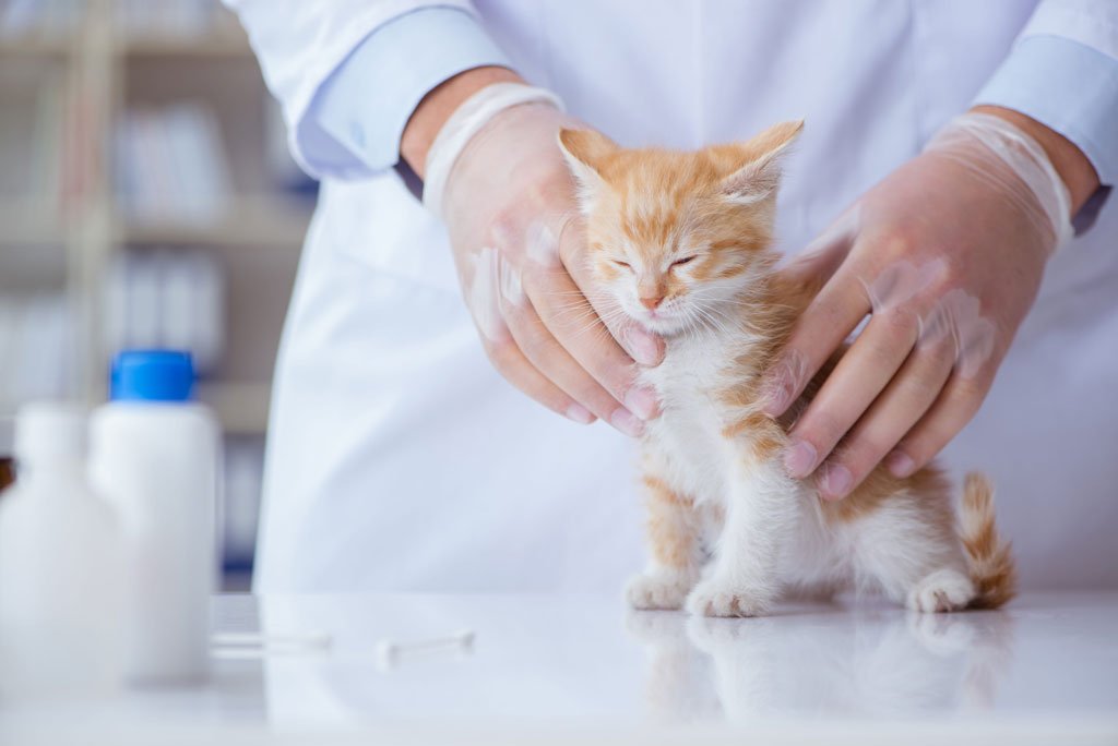 kitten care