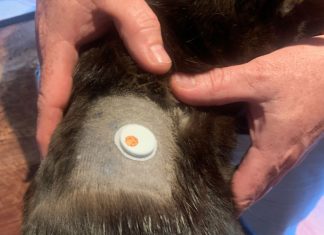 The correct CGM for your patients is here
