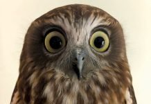 Propatagial tendon rupture in a boobook owl