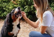 Bridging the Gap in Dental Care
